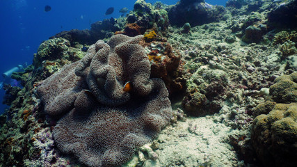 Naklejka na ściany i meble Clown anemonefish on coral reef, tropical fish. underwater world diving and snorkeling on coral reef. Hard and soft corals underwater landscape
