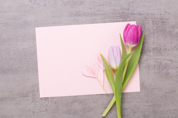 Fototapeta premium Spring greeting card, pink color tulips on the gray background.
