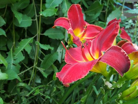 Blooming bright lily, hemerocallis in green garden. Variety day lily bud  close up. foto de Stock | Adobe Stock