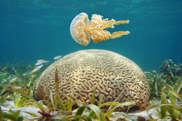 Underwater spotted jellyfish and brain coral in the Caribbean sea
