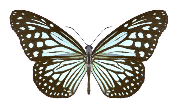 Butterfly Parantica aglea (female) on a white background