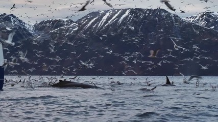 orcas and humpback whales hunting for herrings in the fjords of Norway in winter
