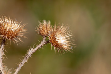 Spring flower and nature