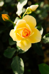 黄色いバラの花