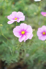 Obraz premium コスモス