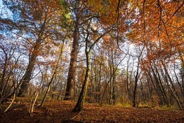 Fototapeta premium Panoramiczny widok na las o jasnych kolorach w jesienne popołudnie.