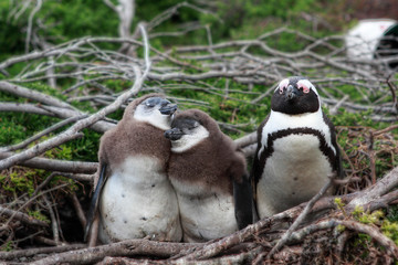 Obraz premium freilebende wilde Pinguine in Südafrika