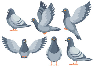 Colorful Icon set of Pigeon bird flying and sitting. Flat cartoon character design. Colorful bird icon. Cute pigeon template. Vector illustration isolated on white background