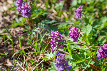 Bee collecting polen and nectar on flower purple wild flowers of Corydalis. Spring forest with blooming Corydalis cava flowers..