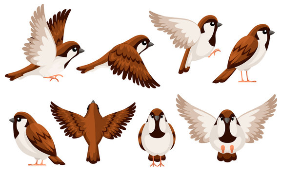 Colorful Icon set of Sparrow bird. Flat cartoon character design. Bird icon in different side of view. Cute sparrow for world sparrow day. Vector illustration isolated on white background