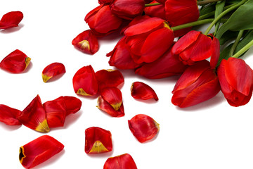 Beautiful red tulips and scattered petals on a white background. Top View, Flat lay