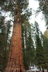 Fototapeta premium redwood tree