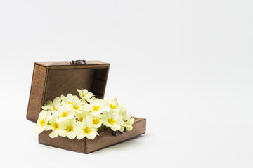 Wooden Vintage Casket and White Spring Flowers on a White Background