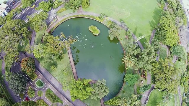 Swans and ducks swimming in the pond in the park of Funchal, Madeira, aerial shot