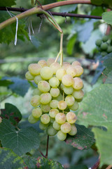 Ripe grapes bunch hangs on branch in vineyard..