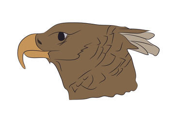 vector illustration of a portrait of an eagle, color drawing