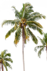 Plakat Coconut palm trees frame isolated on white background