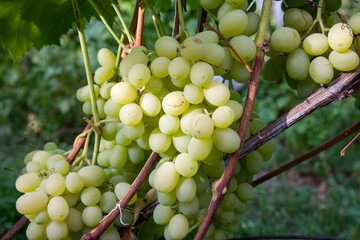 Fresh ripe juicy grapes in bunches growing on branches in vineyard..