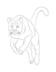 Obraz premium lioness with lines, sketch, vector