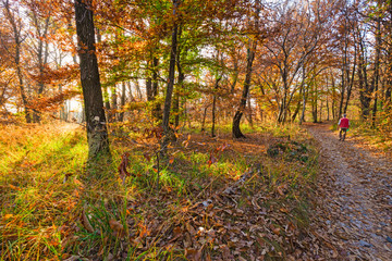 Panoramic view of the forest, with its bright colors, in an autumn afternoon.