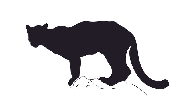 panther silhouette, vector