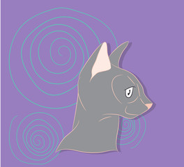 cat lies in the room