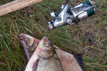 Successful fishing -  two big freshwater bream fish and fishing rod with reel on natural background..