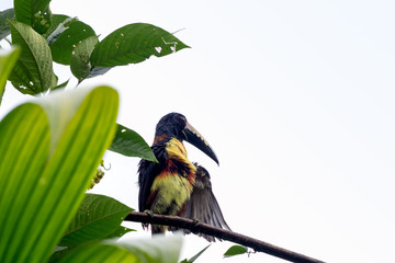 Collared Aracari Toucan in tree - Costa Rica Wildlife