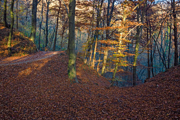 Panoramic view of a forest path on an autumn afternoon.
