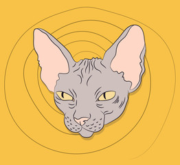 cat lies in the room