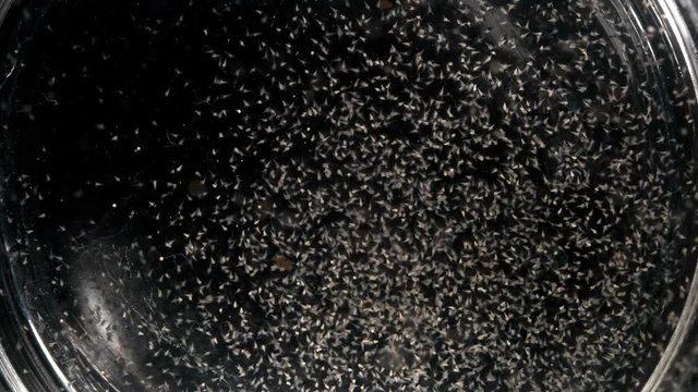 movement of the colony nauplios Artemia salina in the water