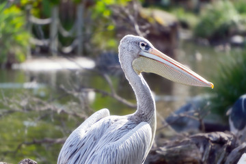 Pink Backed Pelican at the San Diego Zoo