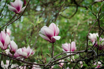 large bright fragrant magnolia flowers
