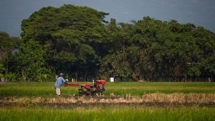 farmer working in rice plantation using tiller tractor. paddy farmer prepares the land planting rice. farmland with agricultural crops in rural areas Java Indonesia