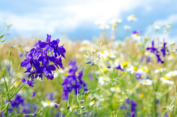 Obraz premium Wild flowers and wheat field