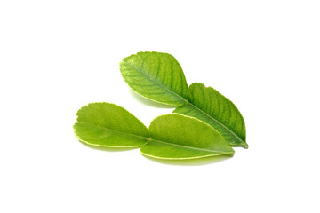 Kaffir lime leaf , the secret ingredient of Tom Yum soup (Thai food). Herbs for cosmetic and spa products. Isolated on white background