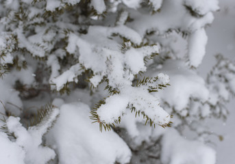 Pine tree covered with snow. Selective focus with shallow depth of field.
