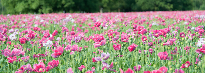 Obraz premium schönes blühendes pinkes Mohnfeld 