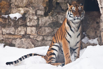 Fototapeta na wymiar The Amur tiger against a stone wall and a snow-rare animal of the Far East-Russia and China.