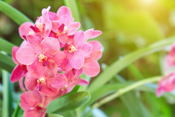 Orchid flower in orchid garden at winter or spring day for beauty and agriculture concept design. Vanda Orchid.