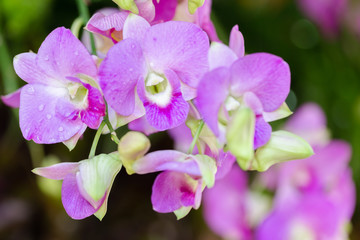 Orchid flower in orchid garden at winter or spring day for beauty and agriculture concept design. Dendrobium Orchid.