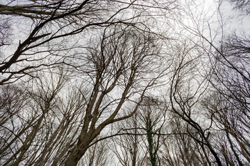 View of a forest in the bare winter clothes