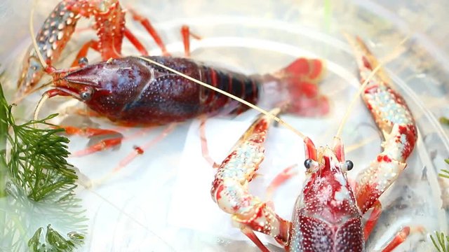 Cray fish or freshwater lobster in plastic bowl.
