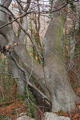 Panoramic view of a forest in its spring appearance.