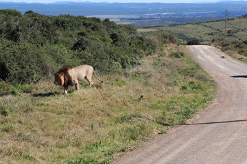 Wild lebender Löwe vor einem Auto in Südafrika