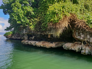 nest of frigate birds in the rock of bird island national park in dominican republic