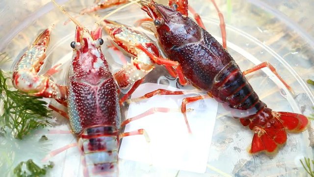 Cray fish or freshwater lobster in plastic bowl.
