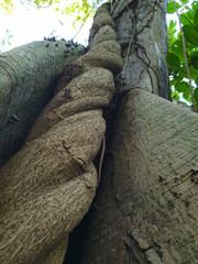 big spiral, swirl tree stem with sharp logs in dominican republic