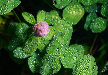 Fototapeta na wymiar Pink flower clover covered by raindrops. Selective focus.