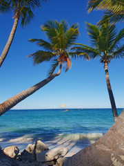 view of curved palms and motor parasailing boat in the middle, riding on the turquoise caribbean sea in dominican republic punta cana